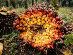Pecah Rekor ! Harga TBS Sawit di Riau Pecah Rekor, Tembus Rp4.075 per Kilogram