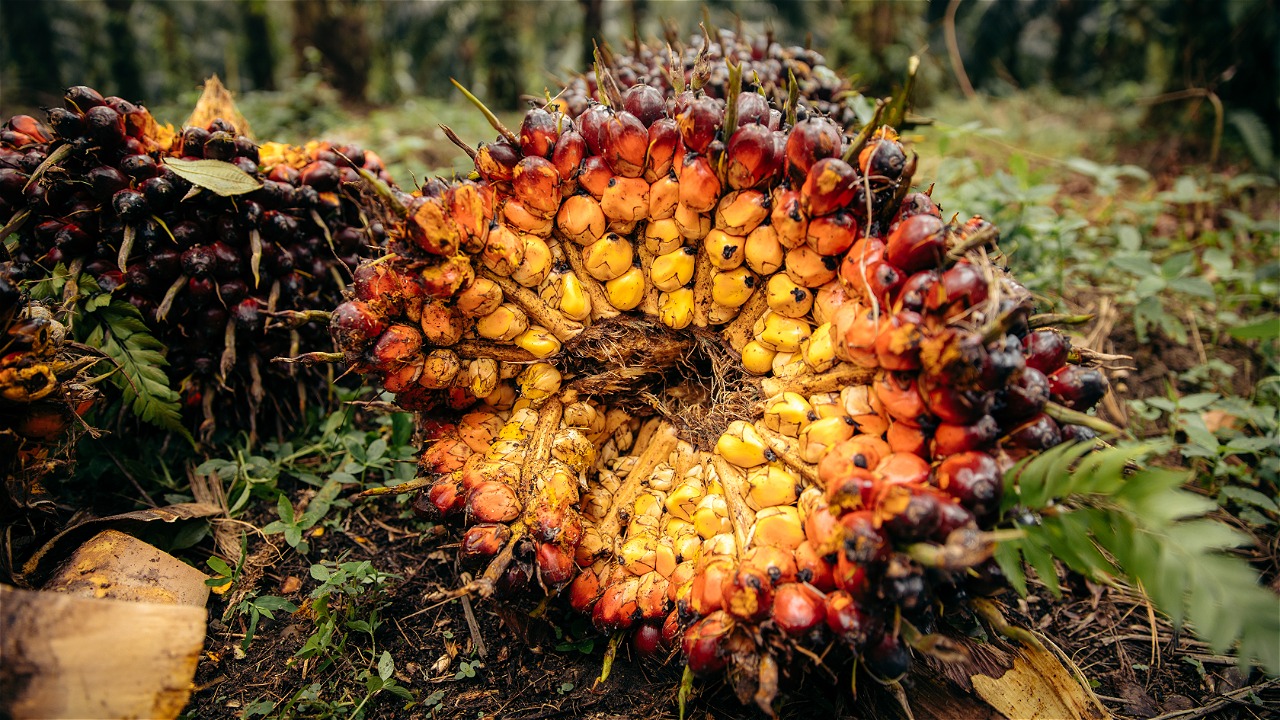 untuk pertama kalinya harga pembelian TBS petani berhasil menembus angka psikologis Rp4.000, tepatnya mencapai level tertinggi Rp4.075,41 per kilogram.