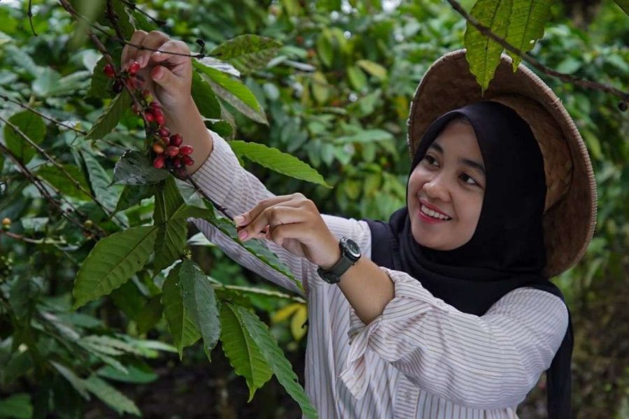 Seorang wanita muda sedang memetik Kopi atau Mutigh Kawe (O)