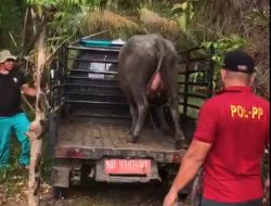 Baru 2 Satgas Desa Penertiban Hewan Ternak yang Bergerak, Desa Lain Masih Wacana