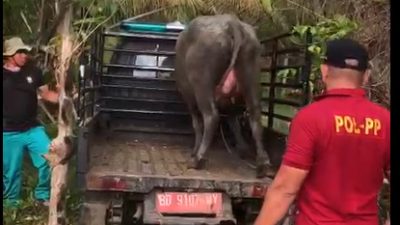 Pemerintah Daerah Kabupaten Kaur melalui Dinas Satuan Polisi Pamong Praja mencatat baru 2 Satgas Desa Penertiban Hewan Ternak yang bergerak.