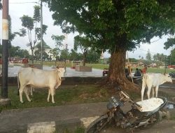 Ungkap Jumlah Populasi Ternak Lokal di Kabupaten Kaur, Ini Pesan BPS