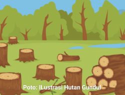 64.000 hektare kawasan TNBBS di Kabupaten Kaur Alami Deforestasi