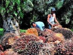 Harga TBS Kelapa Sawit di Kabupaten Kaur Hanya Rp 1.800 Per Kilogram, Wamentan Ultimatum Pabrik Kelapa Sawit
