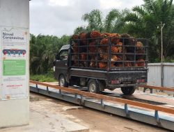 Petani Sawit Terjepit, Apkasindo Desak Pemerintah Tera Ulang Timbangan di Ramp dan Atur Harga Pembelian