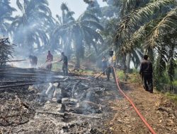 Kabupaten Kaur Paling Parah Karhutla, Ratusan Hektar Lahan Terbakar di Provinsi Bengkulu